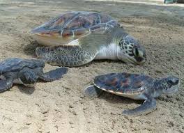 Resultado de imagen para TORTUGA DEL MAR DE CORTEZ.. ES ISLA TIBURON DONDE EL DESOVE..