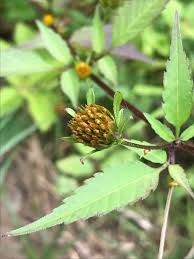 Image result for Bidens grandis