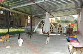 T C Tuzla Belediyesi Resmi Web Sitesi Tuzla Belediyesi Kedi Evi
