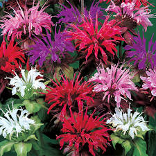 Maybe you would like to learn more about one of these? Mixed Bee Balm Gurney S Seed Nursery Co
