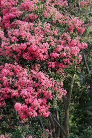 Maybe you would like to learn more about one of these? Tree Flowers Pink Blooming Clusters Free Image From Needpix Com
