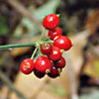 Image result for Sherbournia bignoniiflora