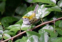 Image result for Tragiella natalensis