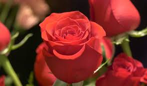 When done right, flowers are the perfect gift. Not Sure How To Celebrate Valentine S Day Here Are Some Ideas Ctv News