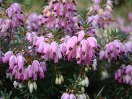 Pianta palustre a fiori gialli; Erica Erica Piante Perenni Caratteristiche Dell Erica