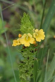 Image result for Melasma calycinum