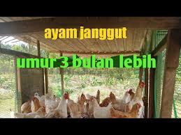 Reban ayam eudict (european dictionary) is a collection of online dictionaries for the languages spoken mostly in europe. Ayam Janggut Youtube