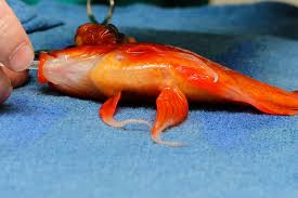 Goldfish Undergoes Life Saving Surgery Wtop Pet Goldfish Goldfish Goldfish Names