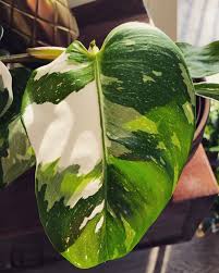 White Princess Philodendron In 2020 Philodendron Philodendron Plant Plants