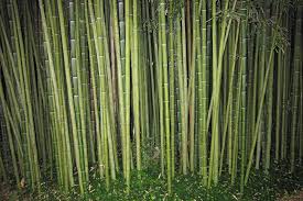 Jan 11, 2021 · the idea of growing bamboo sparks both intrigue and fear in gardeners. How To Kill Bamboo Everything You Need To Know