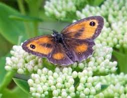 Check spelling or type a new query. 10 Best Plants For Bees And Butterflies