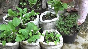 Cara menanam sawi yang benar dan mudah di pekarangan rumah agar cepat panen reporter : Inilah Salah Satu Manfaat Menanam Sayuran Organik Di Pekarangan Dan Halaman Rumah Youtube