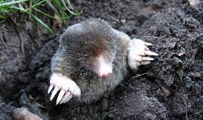 They are most likely to be active in the early morning or just before sundown. How To Prevent And Get Rid Of Moles In Your Garden Pest Defence