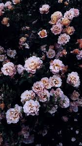 Blue floral wallpaper aesthetic pastel wallpaper trendy wallpaper blue wallpapers tumblr wallpaper aesthetic backgrounds flower red wallpaper tumblr wallpaper wallpaper quotes velvet wallpaper heart wallpaper happy wallpaper photo wallpaper message wallpaper iphone. Pin By Beatrice Paur On Flowers Nature Iphone Wallpaper Flower Wallpaper Floral Wallpaper