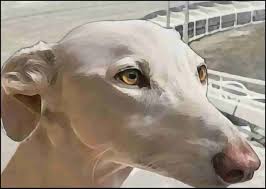 Greyhound racing drug dealer goes down with the industry