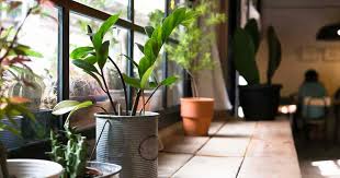 See more ideas about bay window, bay window living room, interior design. Here Are The Best North Facing Window Plants