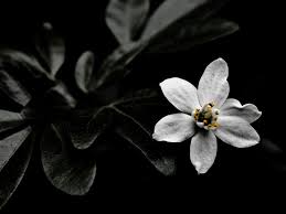Elles sont utilisées dans la photographie pour exprimer des sentiments plus forts, comme si le manque de plus. Fond D Ecran Noir Et Blanc Apercu 10wallpaper Com