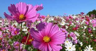 Cosmos Cosmos Flowers Thank You Images Beautiful Flowers