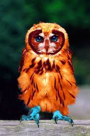 Bird That Sounds Like An Owl In The Morning Blue Footed Screech Owl Animals Beautiful Owl Beautiful Owl