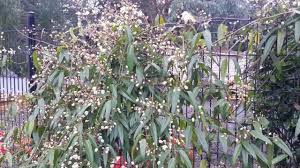 It wintered over very well and just bloomed for the first time. Evergreen Clematis Clematis Armandii Youtube