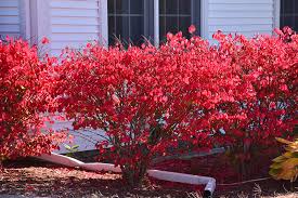 Chicago Fire Burning Bush Euonymus Alatus Chicago Fire