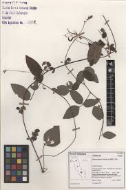 Image result for Desmodium intortum