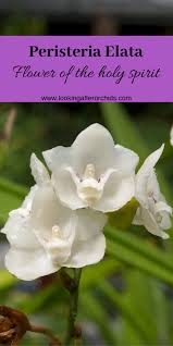 Peristeria elata is a species of orchid occurring from central america to panamá, venezuela and ecuador. Peristeria Dove Orchid Or Holy Spirit Orchid