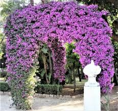 Check spelling or type a new query. Solve New Jersey State Flower Violets Jigsaw Puzzle Online With 81 Pieces