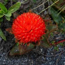 Image result for Amaranthaceae