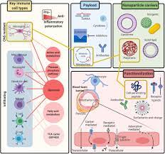 Frontiers The Prospect Of Nanoparticle Systems For Modulating Immune Cell Polarization During Central Nervous System Infection Immunology
