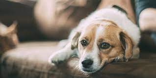 How To Help Your Dog Stop Crying When Left Alone Dogexpress