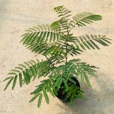 Image result for Albizia antunesiana