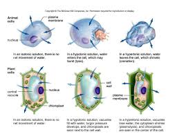Transport water out using atp. Cell Membrane Hydrophilic Hydrophobic Hydrophilic Ppt Download
