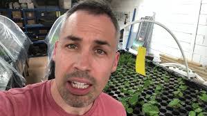 Hydrocotyle leucocephala (Brazilian pennywort)