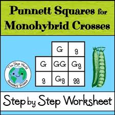 Learn how to use a punnett square to solve a mendelian monohybrid cross with one of the amoeba sister's favorite classroom pets: Monohybrid Cross Worksheets Teaching Resources Tpt