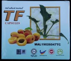 Manfaat keladi tikus belum banyak diketahui oleh banyak orang dikarenakan keladi tikus tidak bisa dijumpai di berbagai tempat. Penawar Kanser Keladi Tikus Roden Tuber Tf Typhonium Flagelliforme Keladi Tikus Penawar Kanser Lawan Kanser