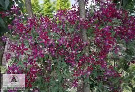 Check spelling or type a new query. Clematis Sweet Summer Love