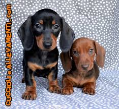 Comune:viterbo (vt) tipo:cane bellissimi cuccioli bassotti a pelo corto tre femmine un maschio con pedigree stellare genitori visibili verranno ceduti dopo i in vendita/regalo : Bassotto Pelo Corto Kaninchen E Nano Cuccioli Con Pedigree Allevamento Annunci Pavia