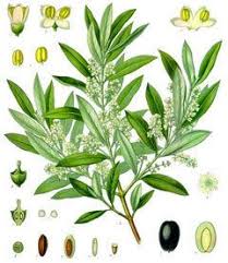 Image result for Olea chimanimani
