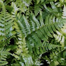 Check spelling or type a new query. Gogardennow The Gardening Blog Southern Wood Fern Aka Florida Shield Fern For The Southern Garden