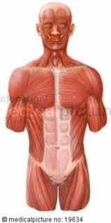 Almost every muscle constitutes one part of a pair of identical bilateral. Human Torso Ventral Musculature Doccheck