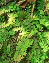 Image result for Pteris burtonii