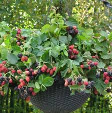 Limon ağacının kaç yıl yaşadığını söylerseniz, bu işlem limon teslim. Bogurtlen Fidani Ne Zaman Meyve Verir