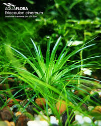 Image result for Eriocaulon stenophyllum