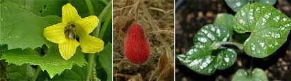 Image result for Trochomeria hookeri
