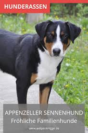 Er sollte dabei so viel futter bekommen, wie er in 20 minuten fressen kann. Appenzeller Sennenhund Welpen Sennenhund Sennenhund Welpen Hunderassen