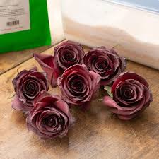 Gently press the flower into the silica gel and make sure that the insides of the flower are also covered with the mixture. How To Use Our Eco Friendly Koch Co Silica Gel The Koch Blog
