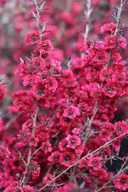 Image result for Leptospermum scoparium