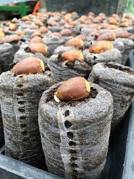 Are oak trees angiosperm or gymnosperms? Oaks And Fall And Propagation Oh My Bygl