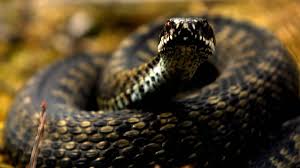 In denmark, norway and sweden, the snake is known as hugorm, hoggorm and huggorm, roughly translated as 'striking snake'. Hoggormen Sprer Seg Adressa No